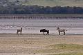 2009_Ngorongoro_40A-8975