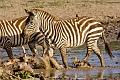 2009_Serengeti_40A-1729