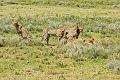 2009_Serengeti_40A-1831