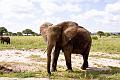 2009_Tarangire_40B-0506