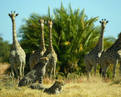 Cheetah and giraffe