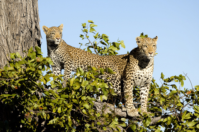 Leopard and cub