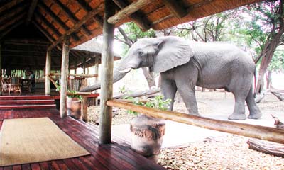 resident elephant