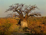 Baobab tree