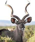 Kudu South Africa Safari