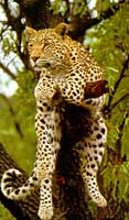 South Africa spotted leopard in tree
