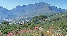 Table Mountain Cape Town