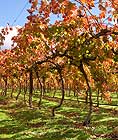 Vineyard South Africa