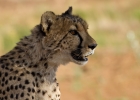 MG 4930  Rescused Cheetahs at Africat