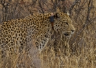 MG 5147  Tracking radio collared leopard in a huge reserve and harder to find them then you think