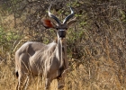 MG 5178  Kudu
