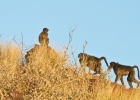 MG 5317  Baboons on the early morning game drive