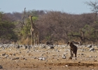 MG 5481  Giraffe and Spotted hyaena coming to the watering hole