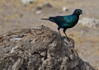 MG 5544  Burchell&#39;s starling