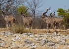 MG 5672  Male kudu