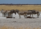 MG 5717  Burchell&#39;s zebra resting