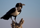 MG 5750  Pied crow