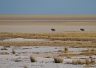 MG 5936  Gemsbok crossing the pan