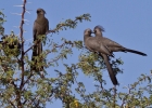 MG 6774  Grey go-away-birds