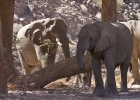 MG 6843  Breeding herd of desert ellephants