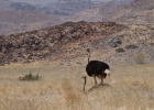 MG 6920  Ostrich pair