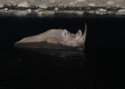 IMG 9510  Black rhino in the floodlit waterhole at camp