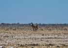 MG 6065  Zebra and springbok
