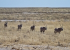 MG 6070  Gemsbok going for water