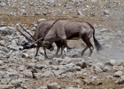 MG 6174  Gemsbok sparing