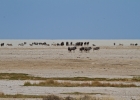 MG 6441  Blue wildeweest and zebra at the west end of Etosha pan