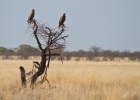 MG 6646  Tawny eagles?