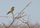 MG 6648  Swallow-tailed bee-eater