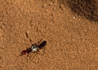 MG 7543  The ants in the dunes