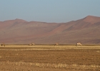 MG 7712  Gemsbok on the road to Sossusvlei