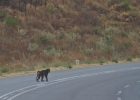 MG 8004  Baboons on the road to Windhoek