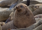 MG 6995  Seals at Cape Cross