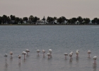 MG 7205  Flamingos with Walvis Bay in the background