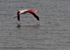 MG 7224  Greater flamingo takes flight