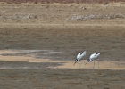 MG 7305  Pied avocets