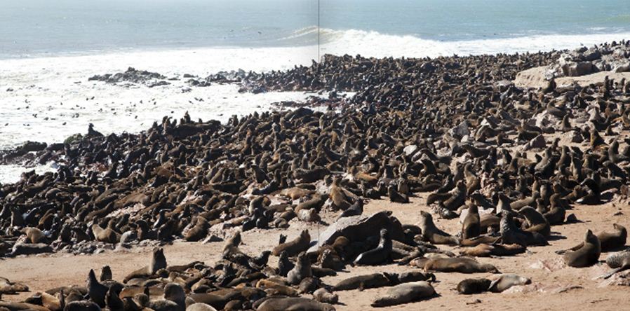 Cape Cross Seal Reserve