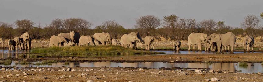 Elephants