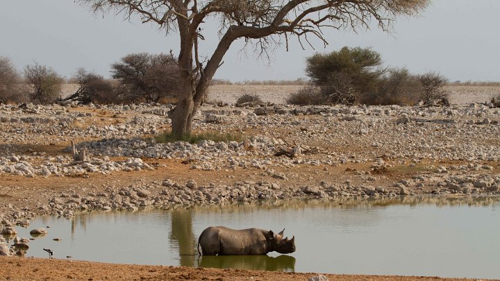 Okaukuejo WaterHole