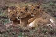  MG 5978 : 2014 Uganda