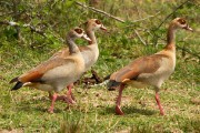 Egyptian geese