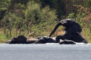 Elephants cooling off : 2014 Uganda