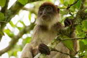 Red colobus monkey : 2014 Uganda