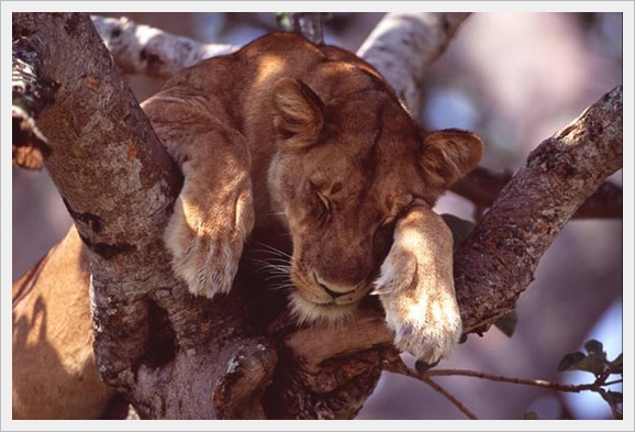 Queen Elizabeth National Park