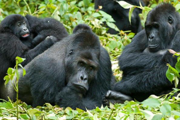 Gorillas