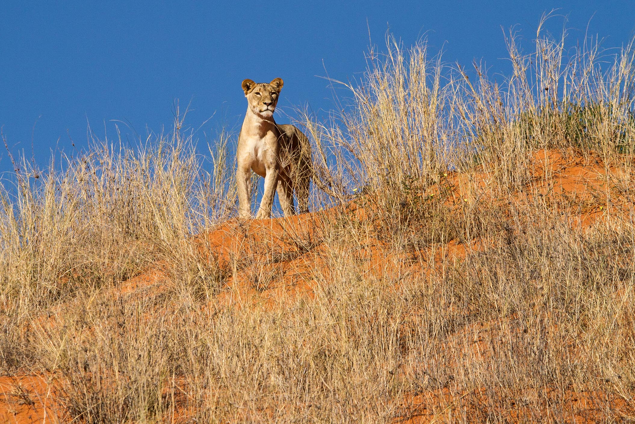 Female Lion