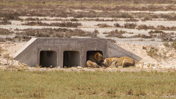 Lions in culvert